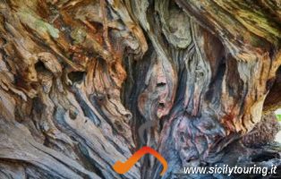 trees of madonie park.png