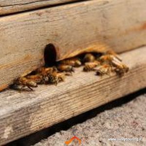 bees on etna.png