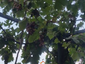 etna winery.png